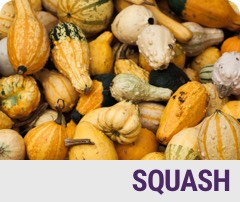 Squash Badge